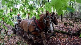 It's a long way out of here, but it sure is pretty!!! // Autumn Logging with Gentle Giants#848