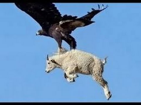 5 страшных нападений орлов снятых на камеру