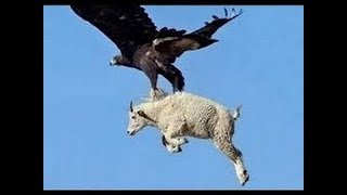 У кого клевали печень орлы