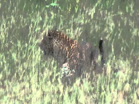 leopard reclaims baboon