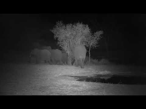 Djuma: Elephant herd gets a quick drink at the pan - 18:47 - 07/01/21
