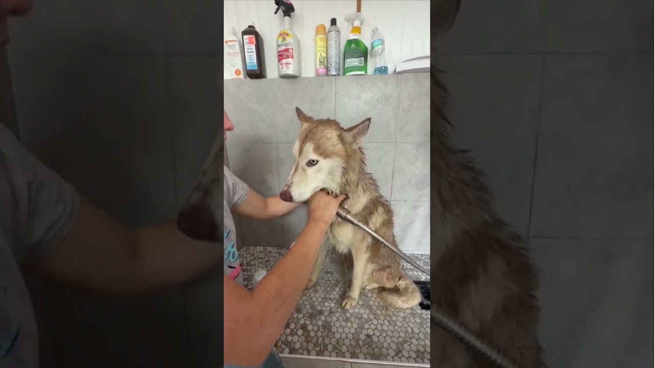 Enlarge Ernie, a Adoptable Siberian Husky in Nashua, NH video 6/6