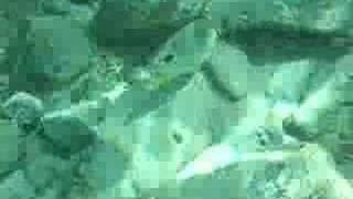 Foureye Butterfly fish (Chaetodon capistratus)