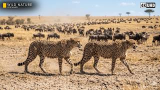 VIDA EM MANADA - A Força Invisível que Mantém a Savana Viva | Documentário 4k