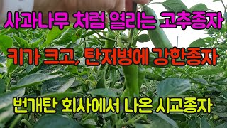 탄저에 강한 번개탄 후속 업그레이드 버전, 사과나무겉운 탄저에 강한 고추, 고추 농사 잘 짓는 법 대공개!!