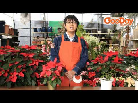 ヘレボアのクリスマスローズ：ポインセチアのライバルであるこのローズをどのように栽培し、維持するか？  庭園