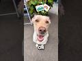 Who Is Obsessed With Who Dogchannel Dog Puppy Funny Short Pets Labrador Cute