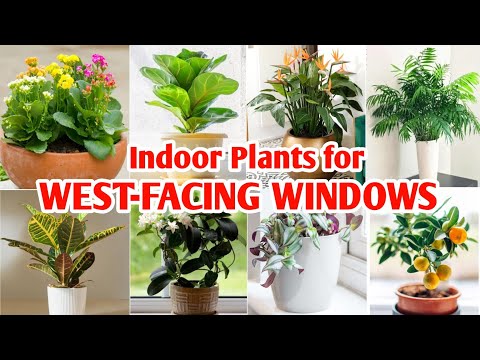 西向きの窓に最適な観葉植物22選 |西窓用観葉植物 |植物と植栽