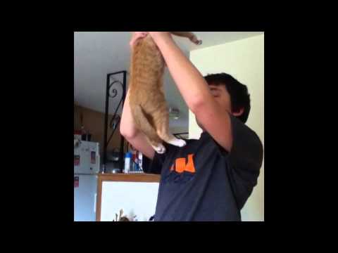 Circle Of Life Kitten Style