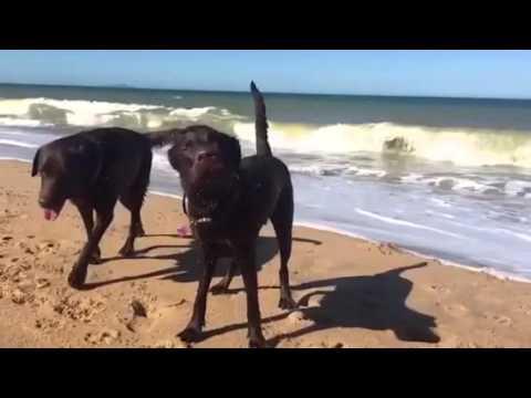 Gaia Pamela Anderson