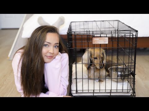 image-What size crate should I get for my miniature dachshund?