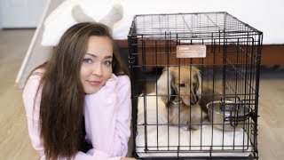 CRATE TRAINING A MINIATURE DACHSHUND: My experience, what worked, and what I wish I did differently