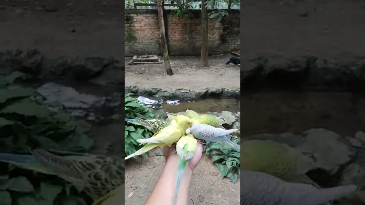 YouTube Short thumbnail