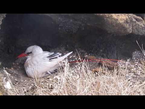 Red Tailed Tropicbird Nesting