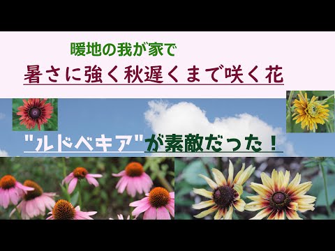 園芸 ルドベキアとコーンフラワー、花壇の色鮮やかな花