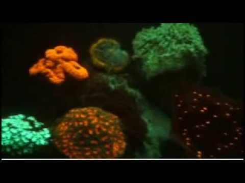 砂漠のサンゴ礁?奇妙な発見に研究者は困惑