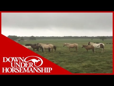 Clinton Anderson - How Horses Weather a Storm - Downunder Horsemanship