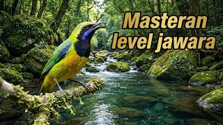 Download lagu RAHASIA TERAPI Cucak Cungkok, Flowing River Nature | Masteran Tembakan Emosi Bikin Fighter mp3