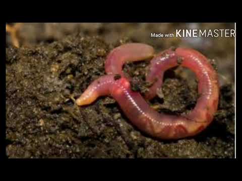a pinwormok és a roundworms különböznek helmintus általános jellemzői