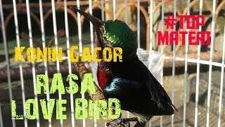 Download lagu Konin Gacor Rasa LOVE BIRD mp3