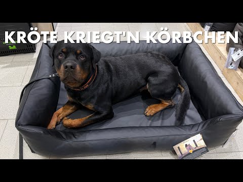 Cedric der Labrador - 275 | Kröte kriegt'n Körbchen