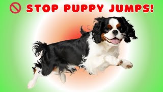 🐶🚫 Stop Cavalier Puppy Jumps! 🛑 Train Lap Access with a Simple "Invite Only" Trick!