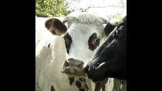 PÉKIN EXPRESS | MAÎTRES LAITIERS DU COTENTIN