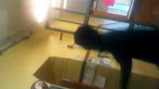 Pulaski christmas in ms.k class