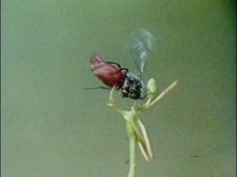 Thumbnail for video: Sexual Encounters of the Floral kind Thumbnail for video: Sexual Encounters of the Floral kind