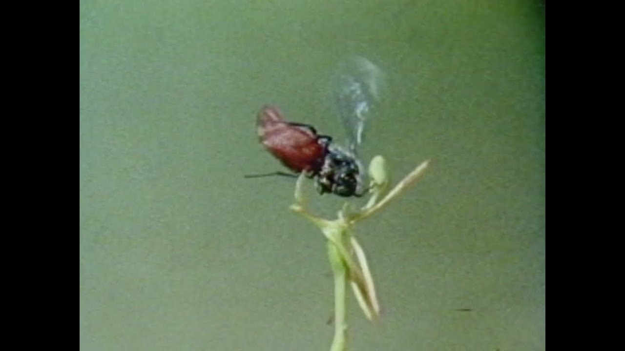 Sexual Encounters of the Floral kind