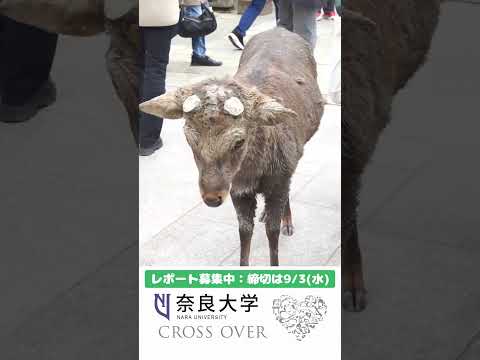 言語文化学科 【奈良大学 地歴甲子園－歴史フォーラム レポート募集中（締切：2025年9月3日）】#地歴甲子園 #歴史が好き #奈良大 #shorts