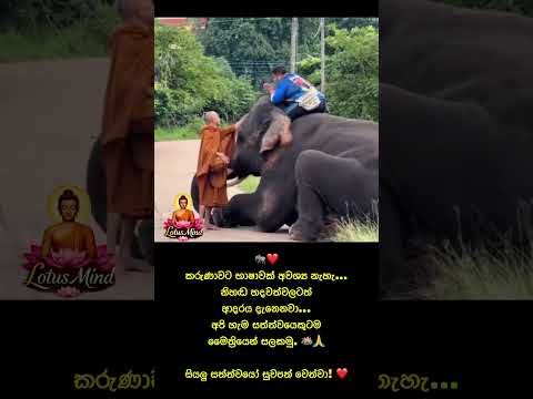 🪷 කරුණාව වචනවලින් පමණක් නොව,අපේ ක්‍රියාවලින්ද පෙන්වමු…|#kindness #elephant #animallovers #shorts