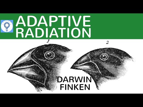 Adaptive Radiation - Darwin's Finches Simply Explained | Evolution 17
