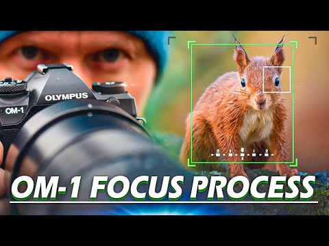 OM-1 Top Focus Tips for Wildlife Photography | My Step by Step Process