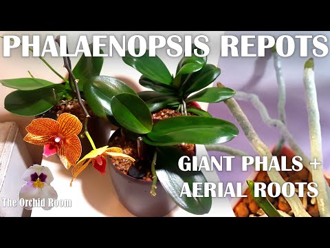Repotting Big Phalaenopsis Orchids - Aerial Roots Everywhere!