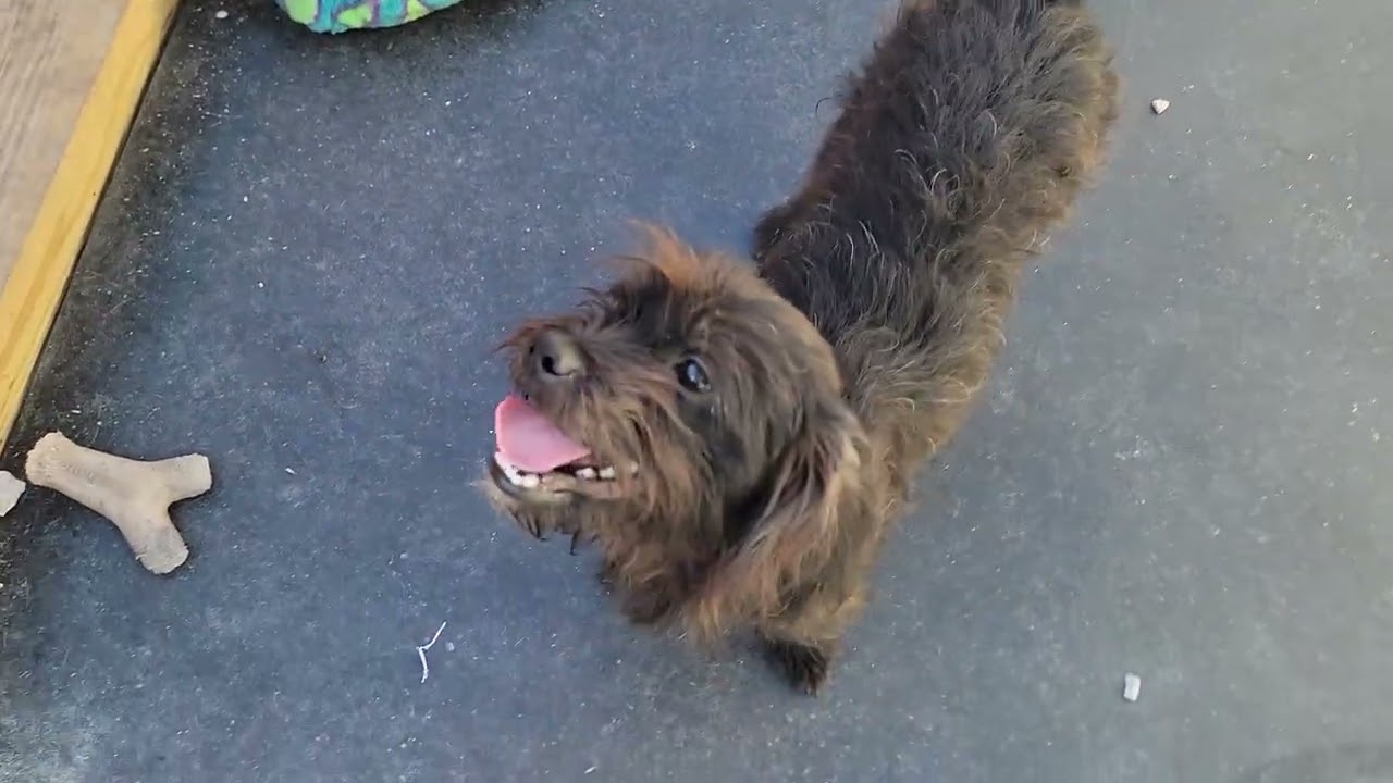 Enlarge Benji, a Adoptable Schnauzer in Mount Sterling, KY video 2/6