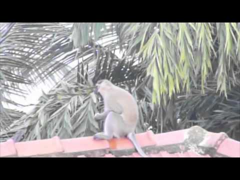 Monkey at my Bugolobi hotel, Kampala, Uganda