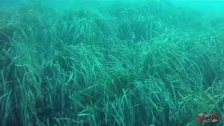 preview picture of video 'SPORT HD - Diving in Cape Gata: Pier Escullos'