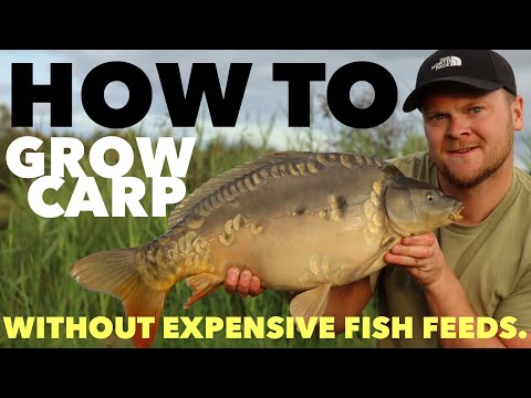 How I grow carp WITHOUT expensive fish feeds. Grow your fishery business and stop wasting money!