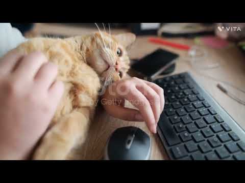 #cat #video #animals #viral #youtube #2023 #best #anushka #krish #animals #channel