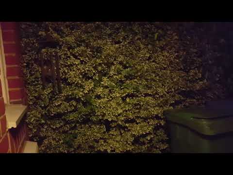 Keisha stuck in a bush