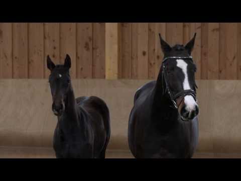 Dressurofferte: prämiertes Hengstfohlen v. San Amour a.d. Symphonie n. Sir Oldenburg