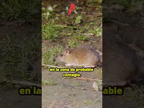 Llega buque Chino a Valpo, críticas al SEA y alerta por virus [Semana 4/4 febrero 2026]  PARTE 2