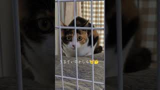 にゃんちぃが恐怖するものとは？ #猫のいる暮らし #三毛猫 #ニャンキー #保護猫 #子ネコ #cat #猫のいる生活