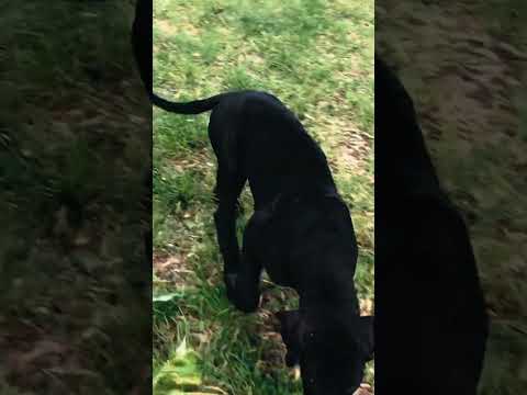 Great Dane puppy for sale