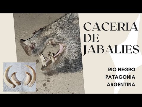 Cacería de Jabalí Río Negro Patagonia Argentina. Free Range. Big Game. Wild Boar.