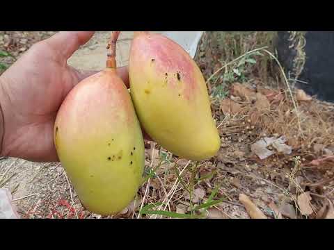 Valencia Pride Mango fruiting in a 25g pot 2022