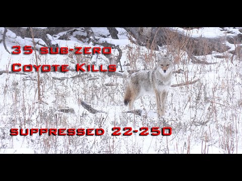35 Sub Zero Coyote Kills (Epic Winter Coyote Hunting)
