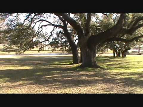 Life and Nature: Contrasts