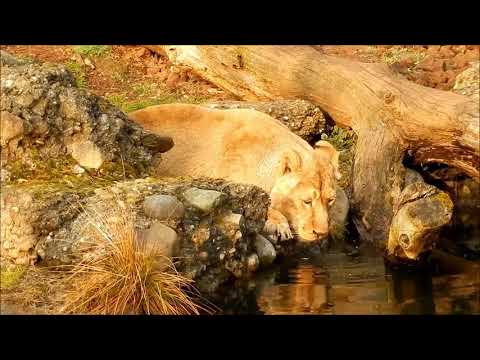 Lion Drink Big Cat | Technical Harish |